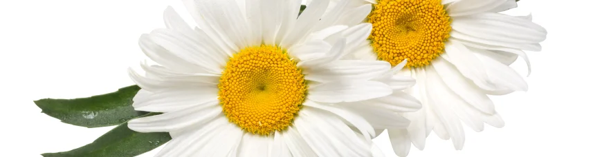 Народные средства лечения ангины