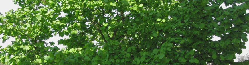 Орешник в мифологии древних славян