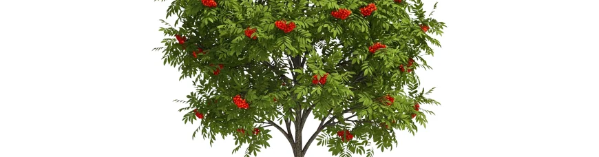 Рябина в мифологии древних славян