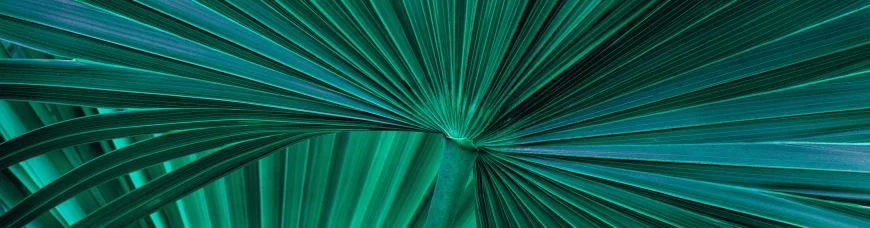 Кольцо Венеры