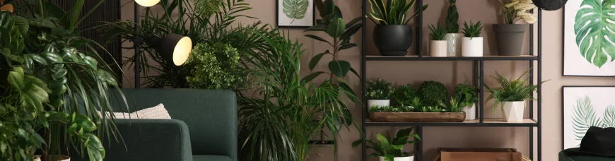 О пользе комнатных растений