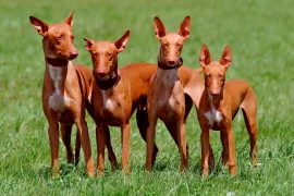 Хатшепсут - женщина фараон