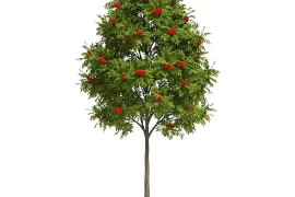 Рябина в мифологии древних славян