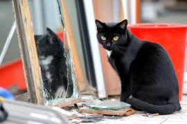 История народных суеверий