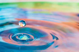 Фэн-шуй растения (цветы). Энергетика домашних растений  